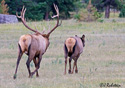 Cervus elaphus nelsoni